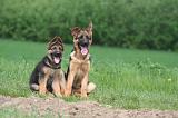 BERGER ALLEMAND 1426
